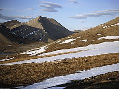 Caribou on Springtime Slope, Arctic National Wildlife Refuge, Alaska